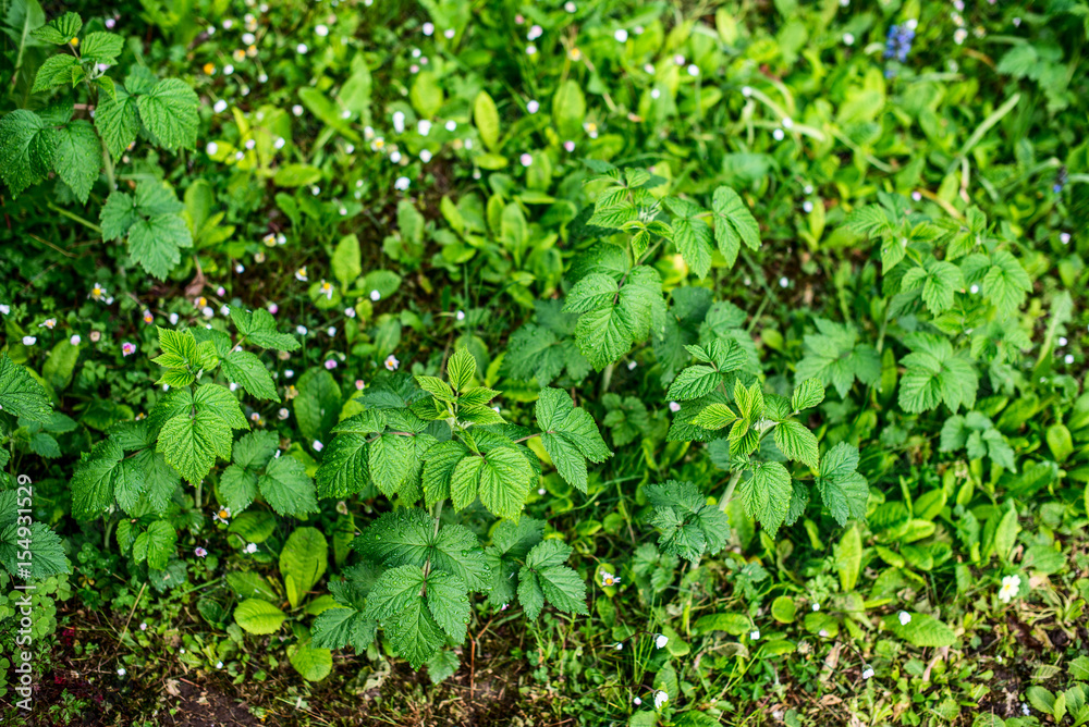 young raspberry seedlings in spring - outdoor activity and spring season young raspberry seedlings in spring - outdoor activity and spring season