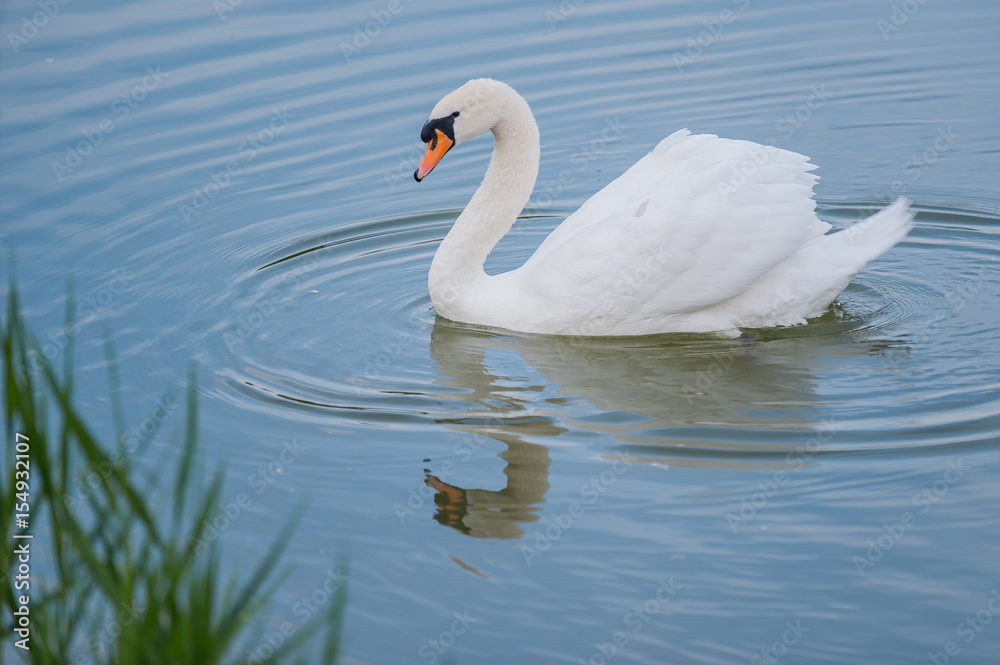 Beautiful white swan floating in the lake Beautiful white swan floating in the lake