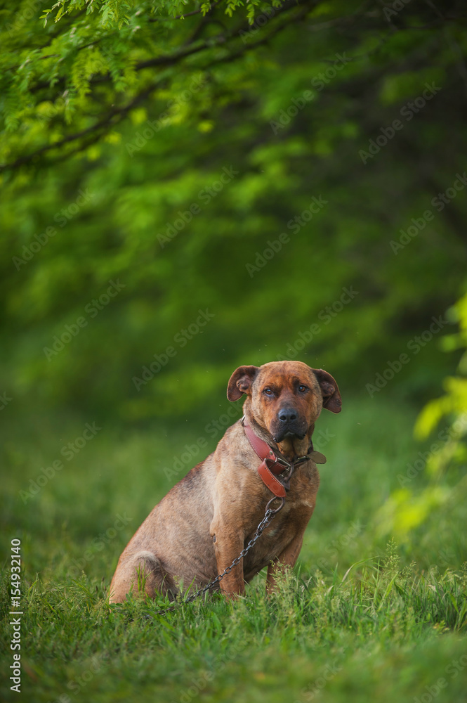 Beautiful dog on the grass