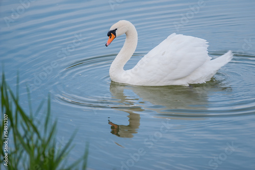 Fototapeta Naklejka Na Ścianę i Meble -  Beautiful white swan floating in the lake