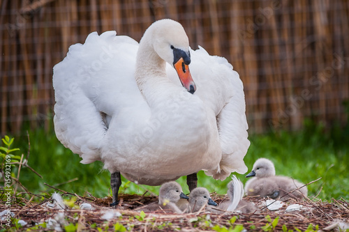 Mother swan and little swans