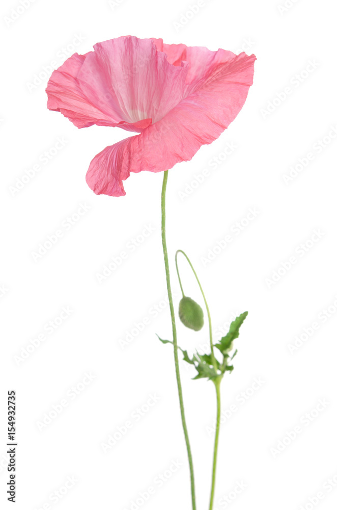 Fototapeta premium beautiful single pink poppy isolated on white