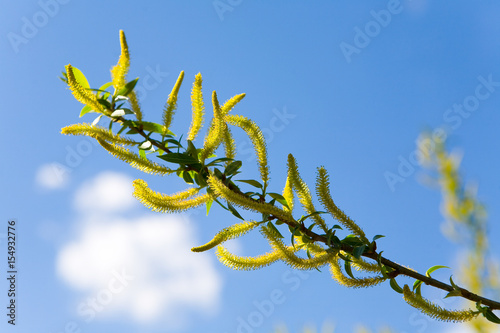 Flowering willow in spring in the background blue sky.