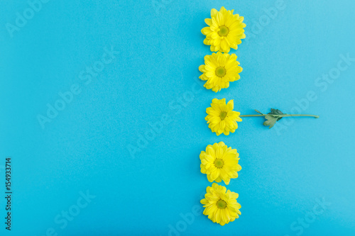 Top view of beautiful yellow blooming chrysanthemum flowers isolated on blue background