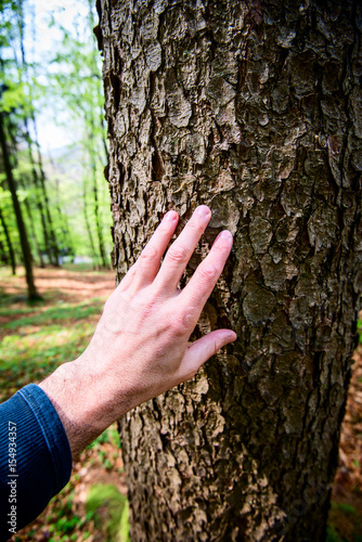 man caresses the bark of a fir tree - outdoor activity and spring season