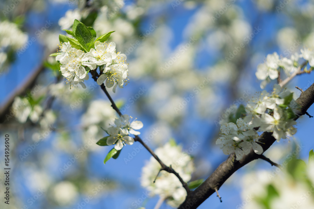 White Spring Blooming Trees White Spring Blooming Trees