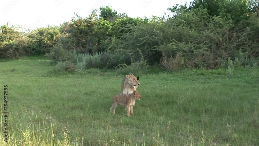 Lion wild dangerous mammal africa savannah Kenya Lion wild dangerous mammal africa savannah Kenya