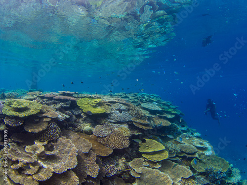 Fototapeta Naklejka Na Ścianę i Meble -  サンゴ

