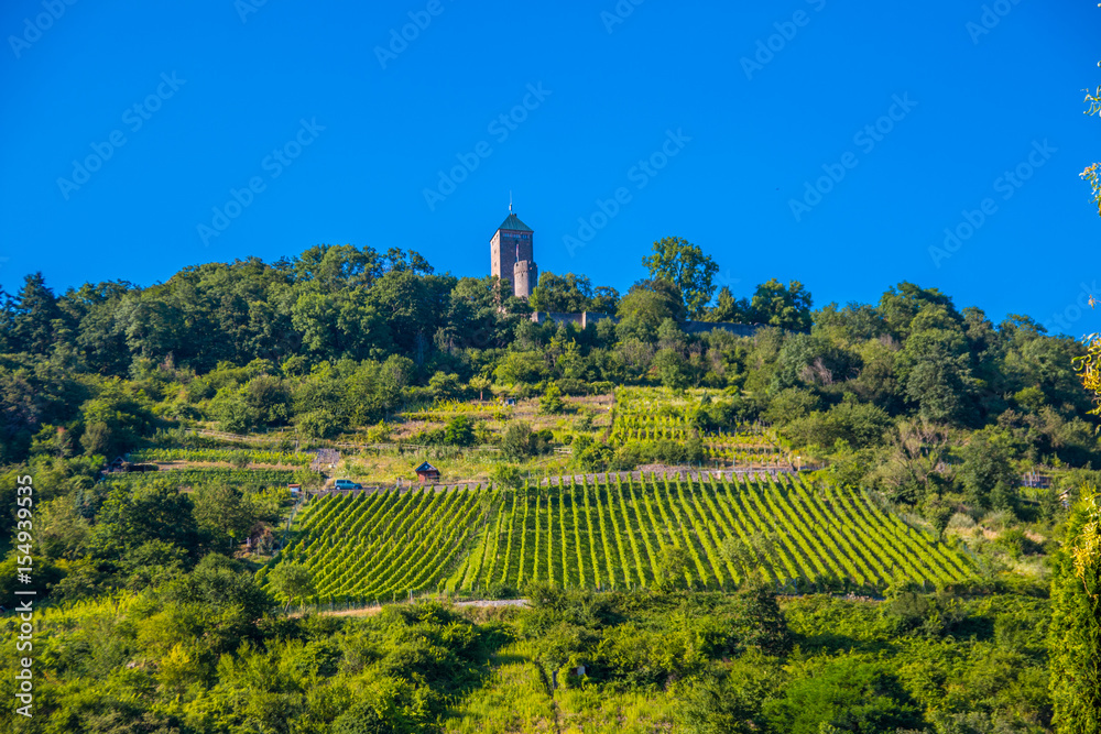 vineyard with blue sky