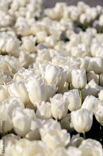 Beautiful tulips close up