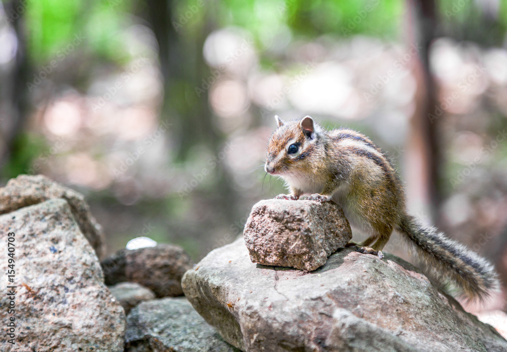 Chipmunk sits on a rock in the woods Chipmunk sits on a rock in the woods
