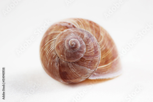 Arianta arbustorum is a medium-sized species of land snail, sometimes known as the copse snail , a terrestrial pulmonate gastropod mollusk in the family Helicidae. photo