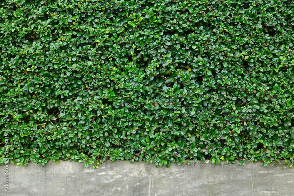 Beautiful green tooth brush tree is beside the wall Beautiful green tooth brush tree is beside the wall