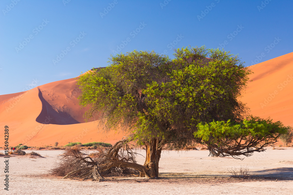 The scenic Sossusvlei and Deadvlei, clay and salt pan with braided Acacia trees surrounded by majestic sand dunes. Namib Naukluft National Park, travel destination in Namibia. The scenic Sossusvlei and Deadvlei, clay and salt pan with braided Acacia trees surrounded by majestic sand dunes. Namib Naukluft National Park, travel destination in Namibia.