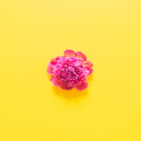 pink peony on yellow background. minimal beauty concept