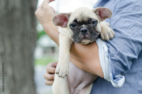 Male hand holding a white french bulldog in a park, on green grass, autumn daytime.