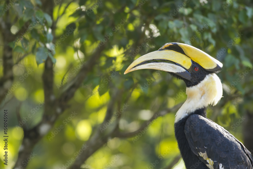 Portrait Great horn bill in National Park,Thailand Portrait Great horn bill in National Park,Thailand