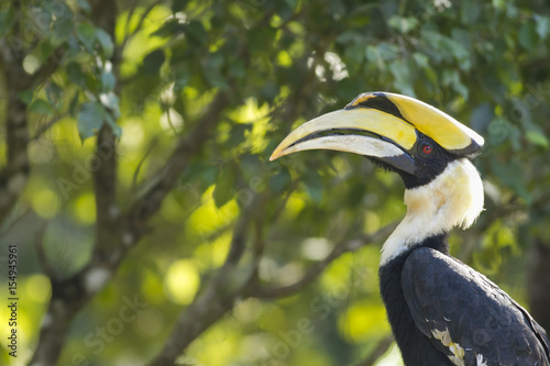 Portrait Great horn bill in National Park,Thailand 