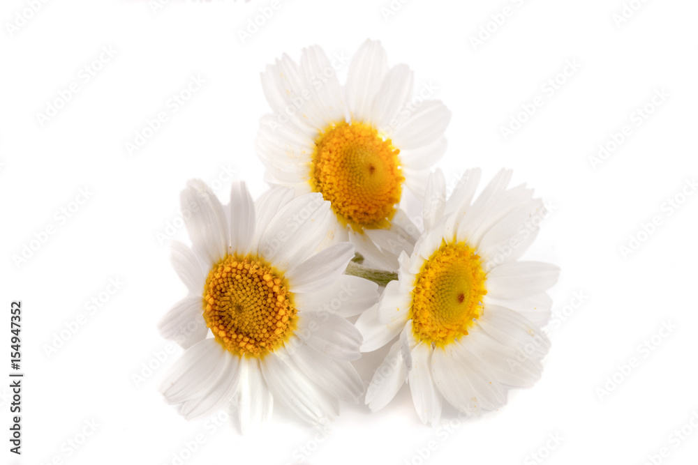Obraz premium Three chamomile or daisies isolated on white background