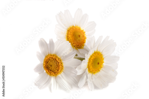 Three chamomile or daisies isolated on white background