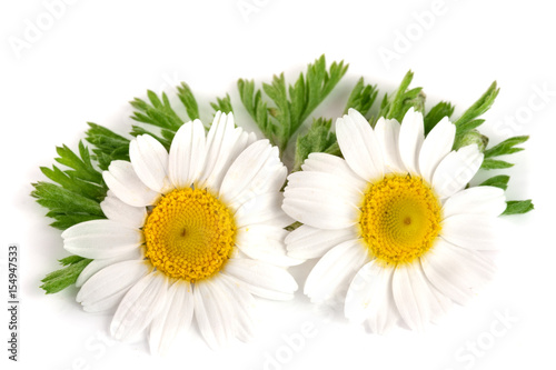 Fototapeta Naklejka Na Ścianę i Meble -  two chamomile or daisies with leaves isolated on white background