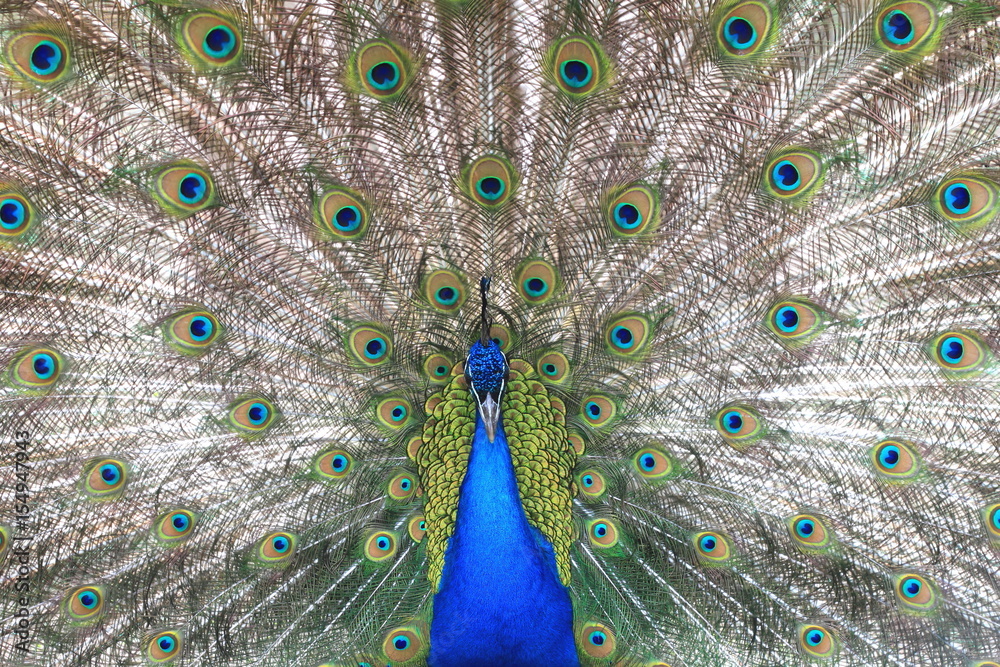 Obraz premium Proud blue peacock showing beautiful feathers / peacock spreading its tail / peacock portrait / beautiful multicolored peacock