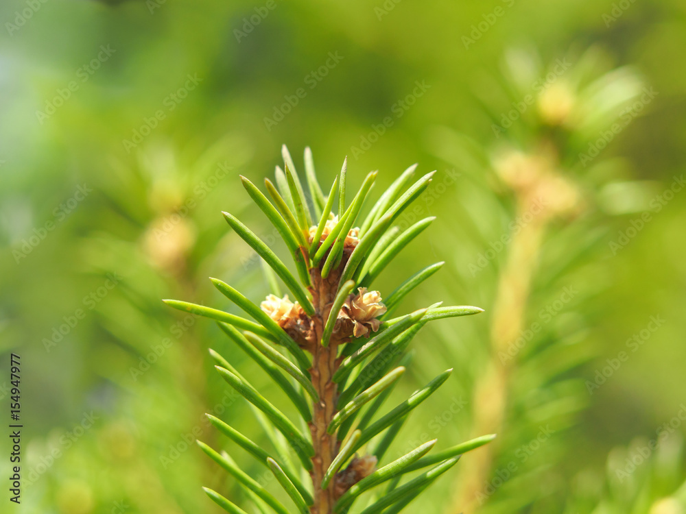 branch branch