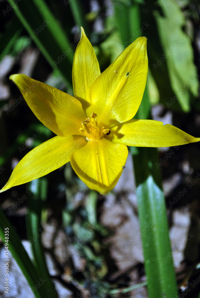 Fototapeta premium Yellow wild tulip flower close-up, wild growing in forest
