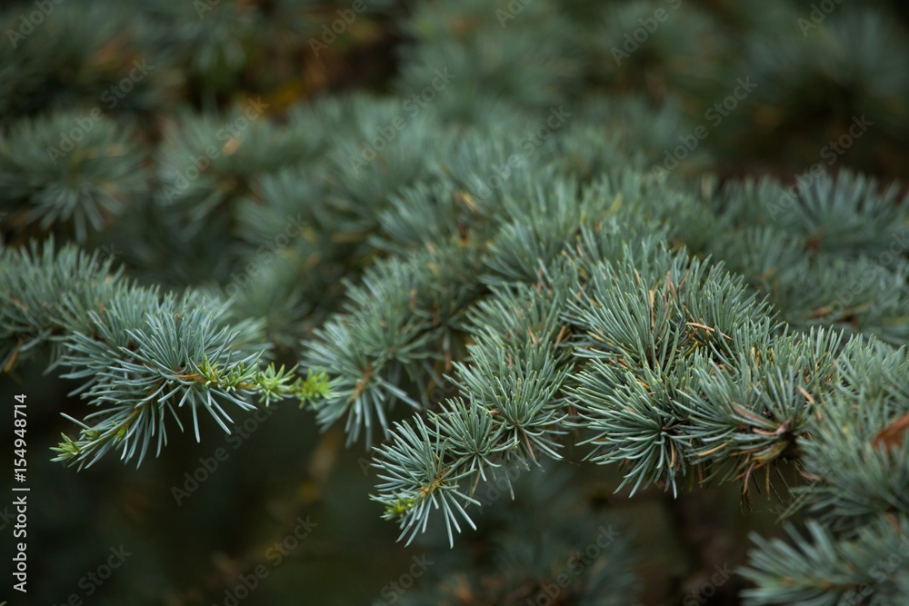 Atlas cedar (Cedrus atlantica). Atlas cedar (Cedrus atlantica).