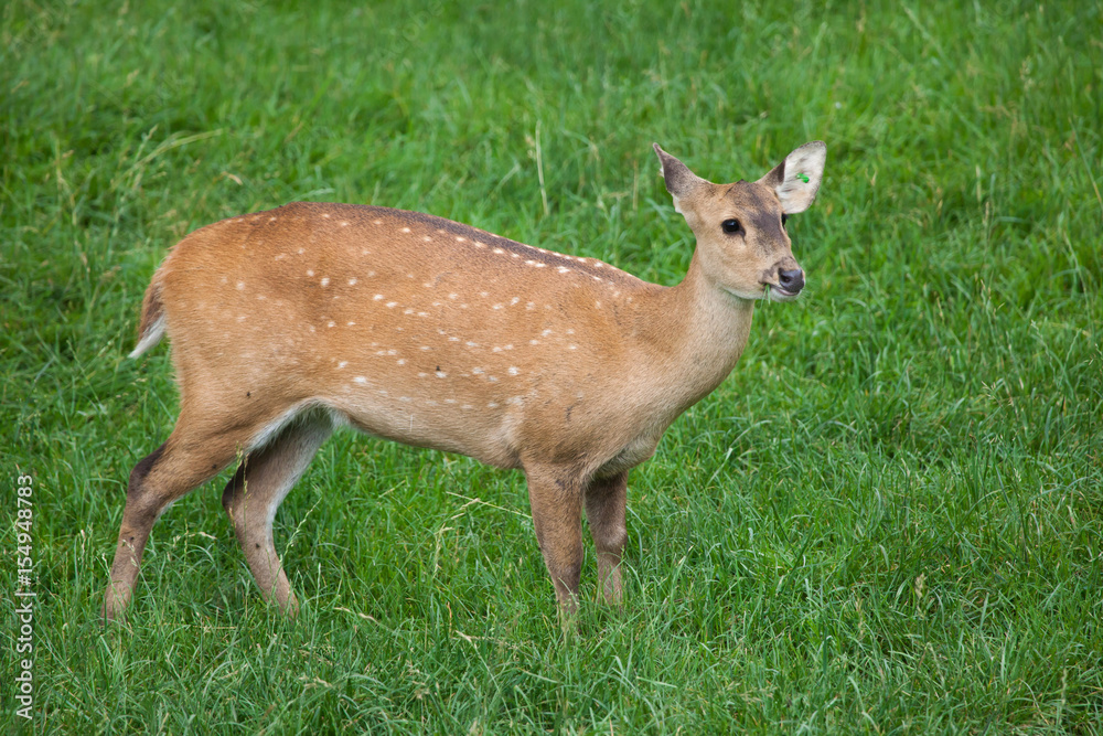 Indian hog deer (Hyelaphus porcinus) Indian hog deer (Hyelaphus porcinus)