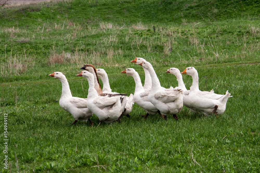 Obraz premium Flock of geese grazing on grass in spring field