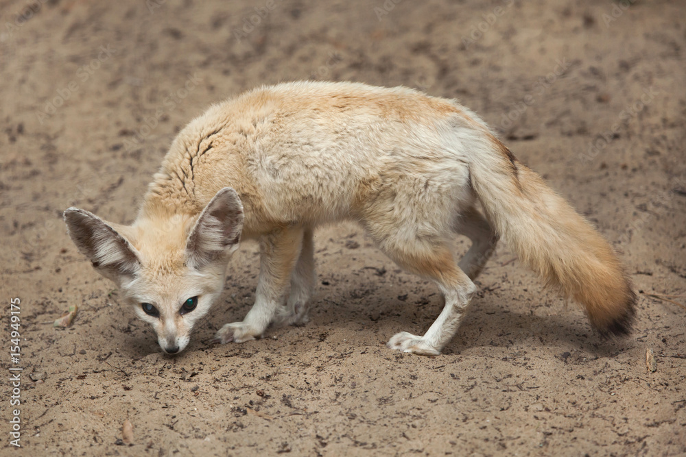 Fennec fox (Vulpes zerda). Fennec fox (Vulpes zerda).