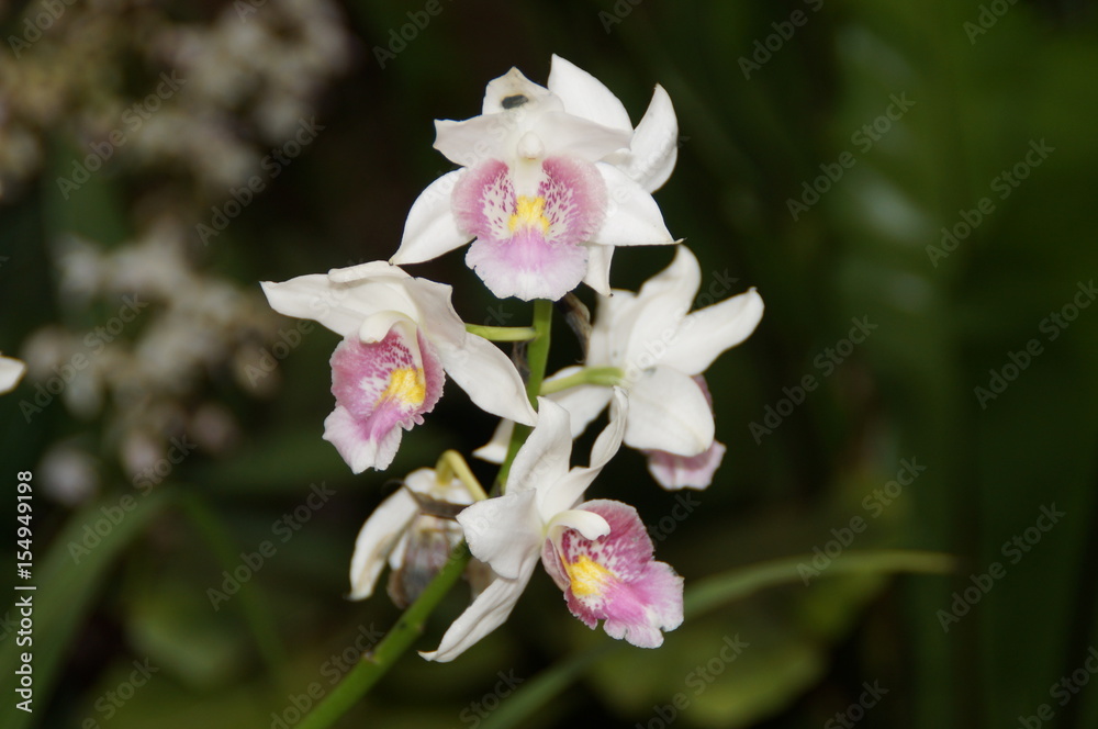 Obraz premium Blühende Orchidee