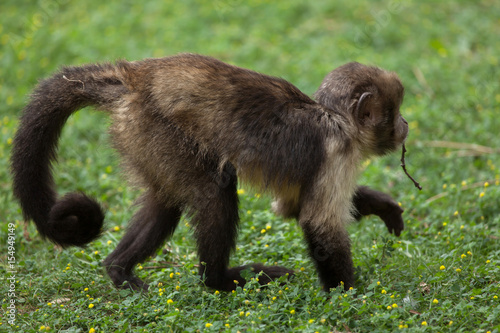 Golden-bellied capuchin (Sapajus xanthosternos)