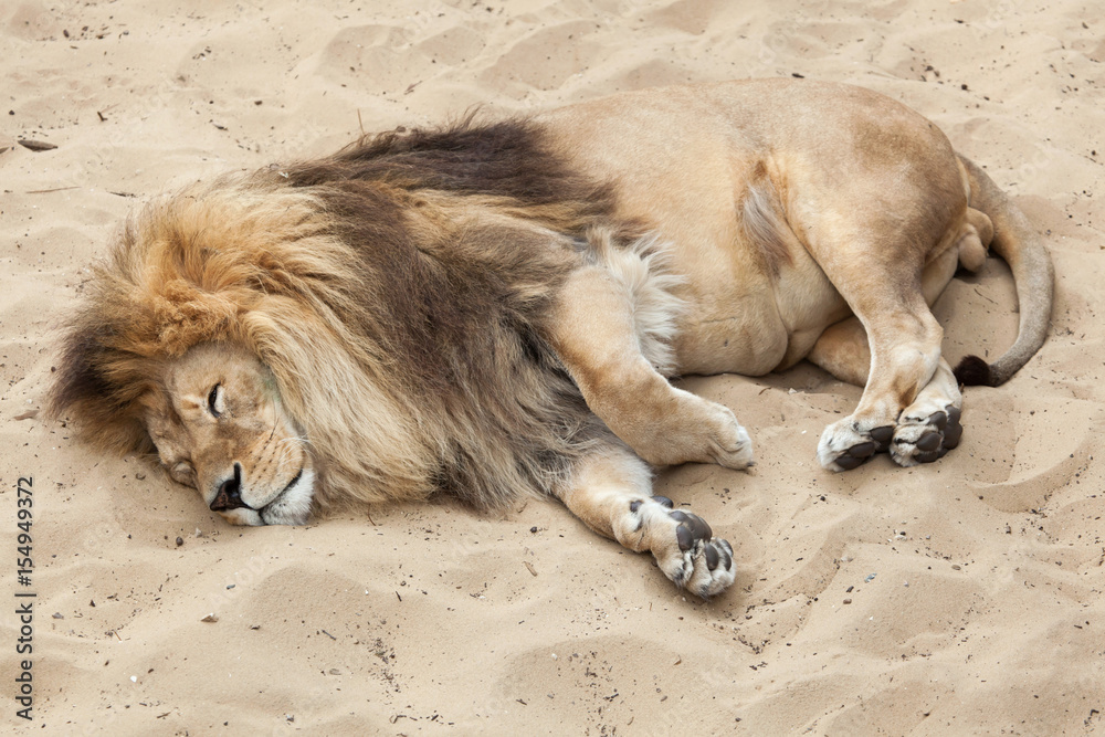 Naklejka premium Lion (Panthera leo).