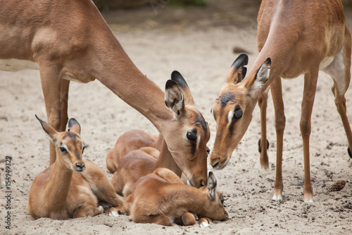 Impala (Aepyceros melampus).