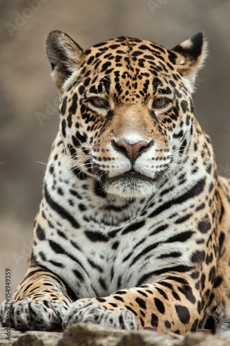 Jaguar (Panthera onca). © Vladimir Wrangel