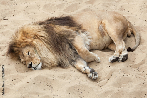 Fototapeta Naklejka Na Ścianę i Meble -  Lion (Panthera leo).