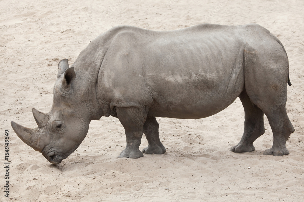 Southern white rhinoceros (Ceratotherium simum simum). Southern white rhinoceros (Ceratotherium simum simum).