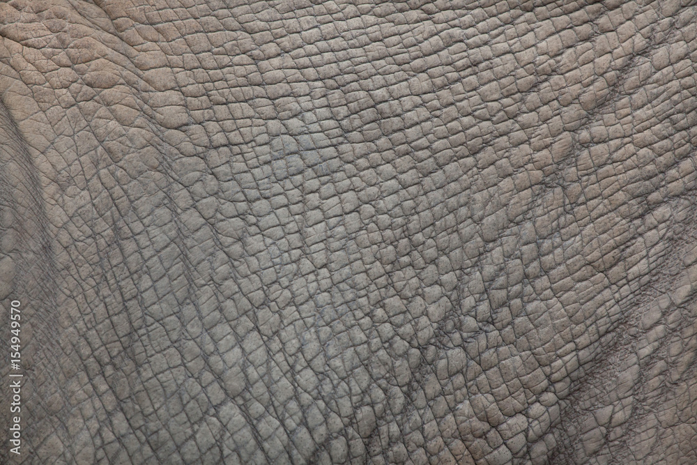 Naklejka premium Nosorożec biały (Ceratotherium simum simum).
