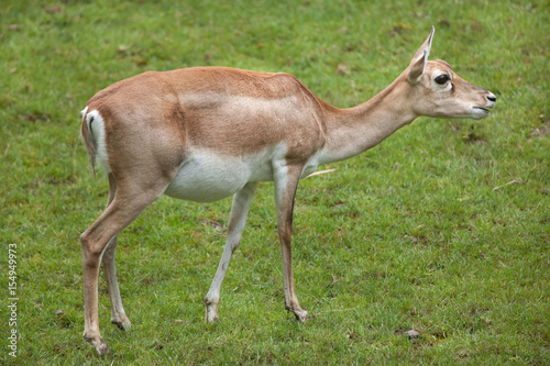 Indian blackbuck  Antilope cervicapra 