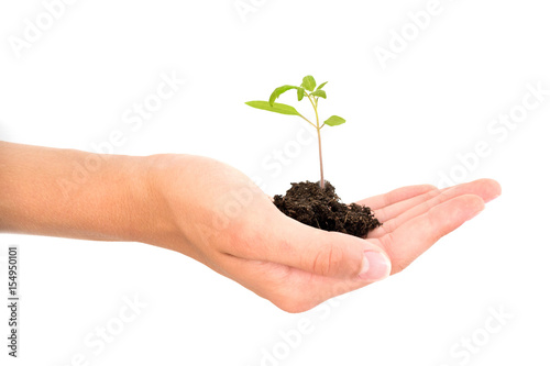 Hand holding a growing young baby plant isolated on white background, new life, gardening, environment and ecology concept