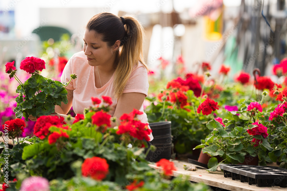 Pretty florists woman working with blooming flowers at a greenhouse