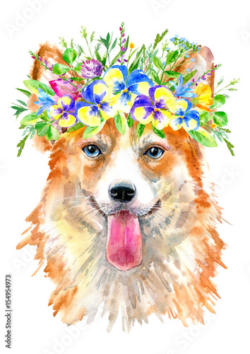 Pembroke Welsh Corgi portrait.Greeting card of a dog and floral wreath.House pet.Watercolor hand drawn illustration.White background.