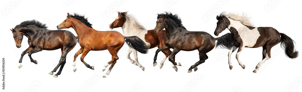 Horses run gallop isolated on white background Horses run gallop isolated on white background