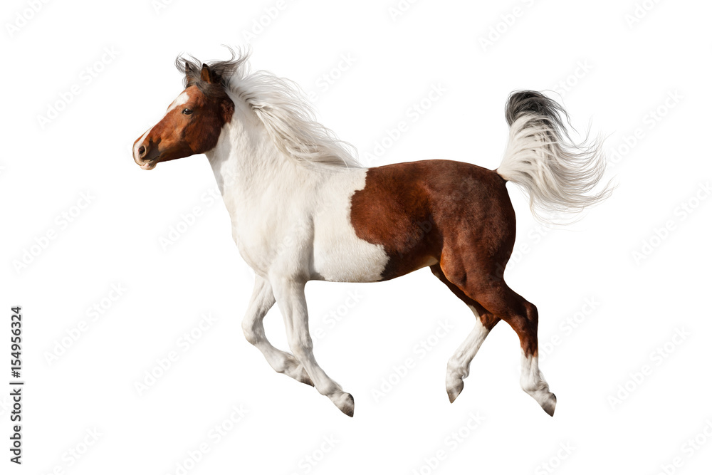 Beautiful piebald horse with long mane run gallop isolated on white background Beautiful piebald horse with long mane run gallop isolated on white background