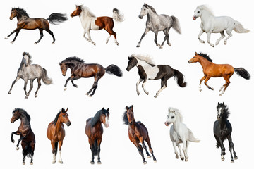 Horse collection isolated on white background