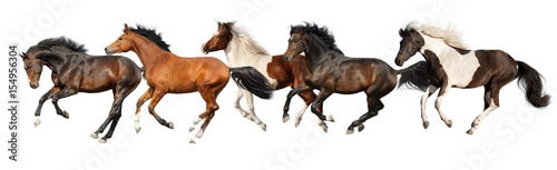 Horses run gallop isolated on white background