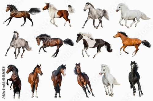 Horse collection isolated on white background © kwadrat70