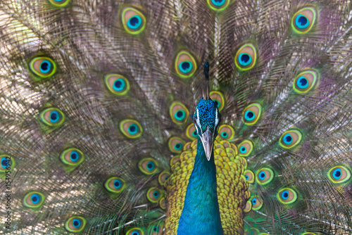 A beautiful male peacock with expanded feather, animal background.